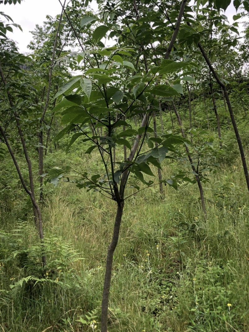 贵州黄柏苗厚皮，一年两年三年四苗，自家基地