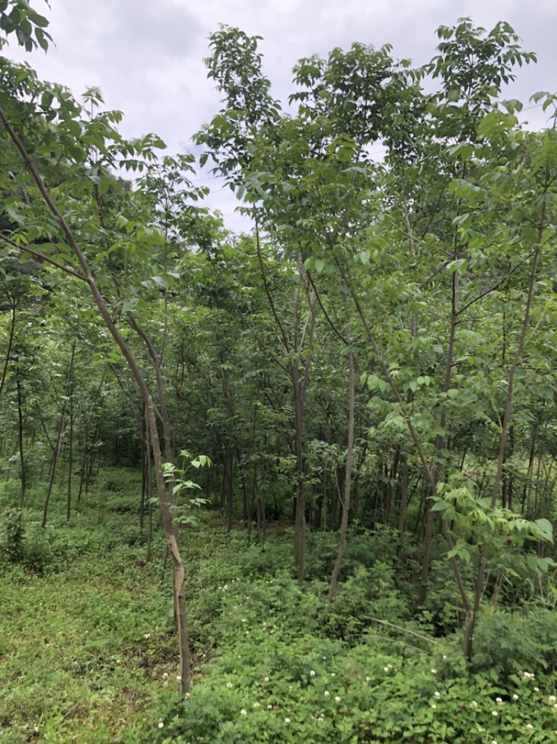 贵州黄柏苗厚皮，一年两年三年四苗，自家基地