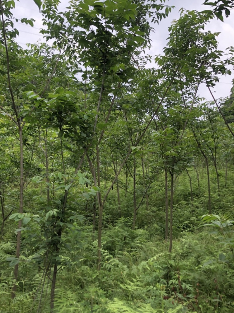 贵州黄柏苗厚皮，一年两年三年四苗，自家基地