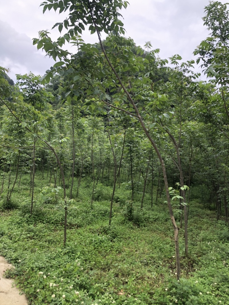 贵州黄柏苗厚皮，一年两年三年四苗，自家基地