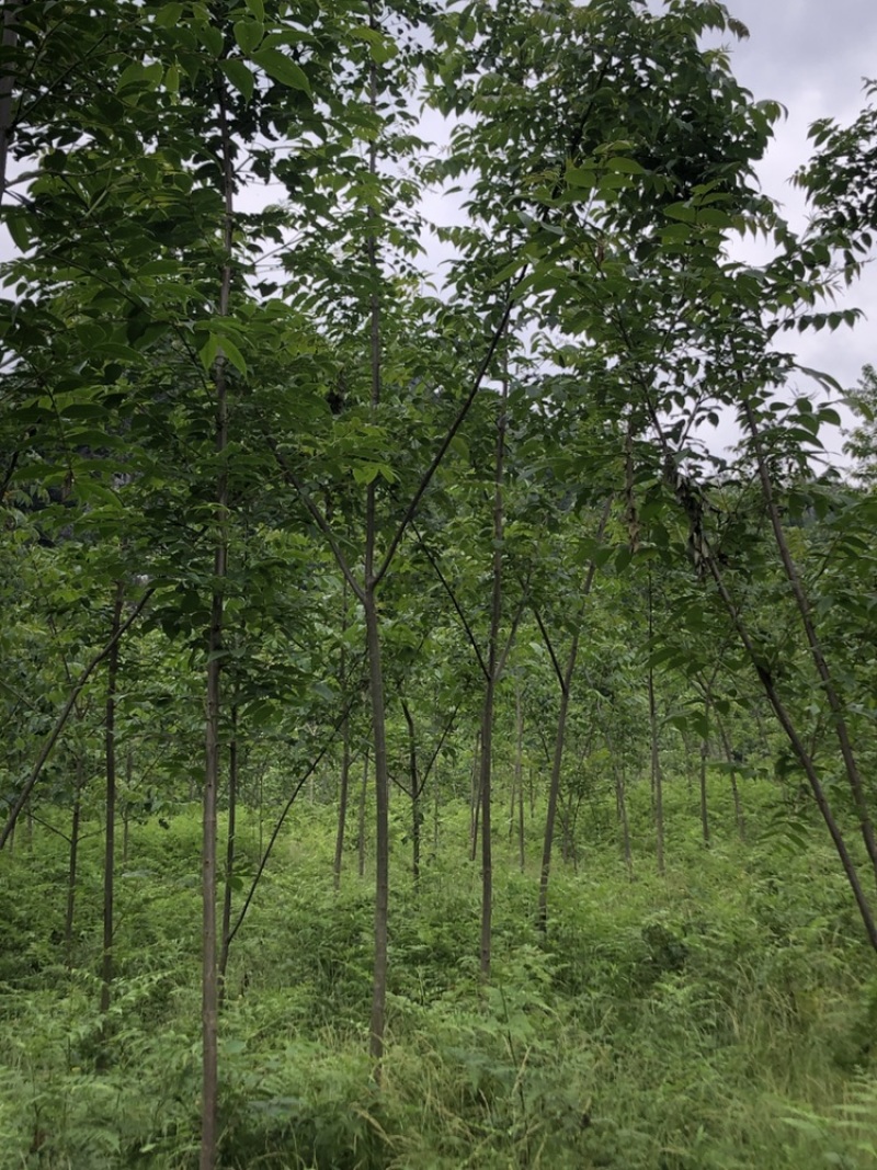 贵州黄柏苗厚皮，一年两年三年四苗，自家基地
