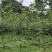 贵州黄柏苗厚皮，一年两年三年四苗，自家基地