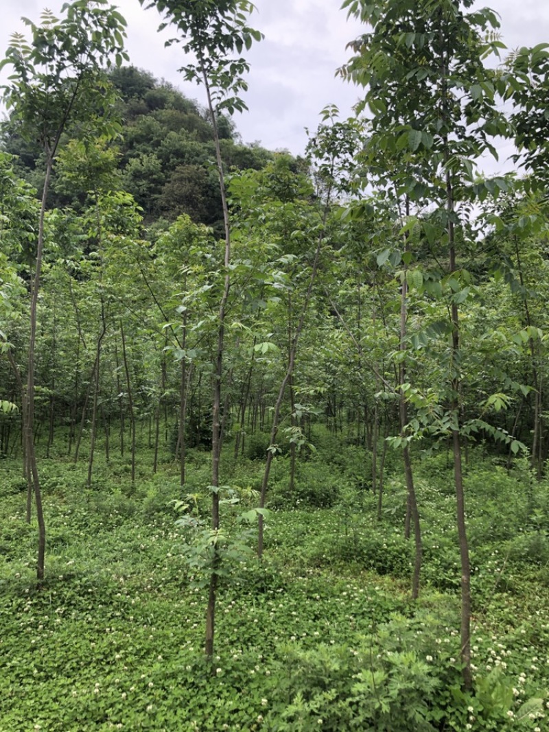 贵州黄柏苗厚皮，一年两年三年四苗，自家基地