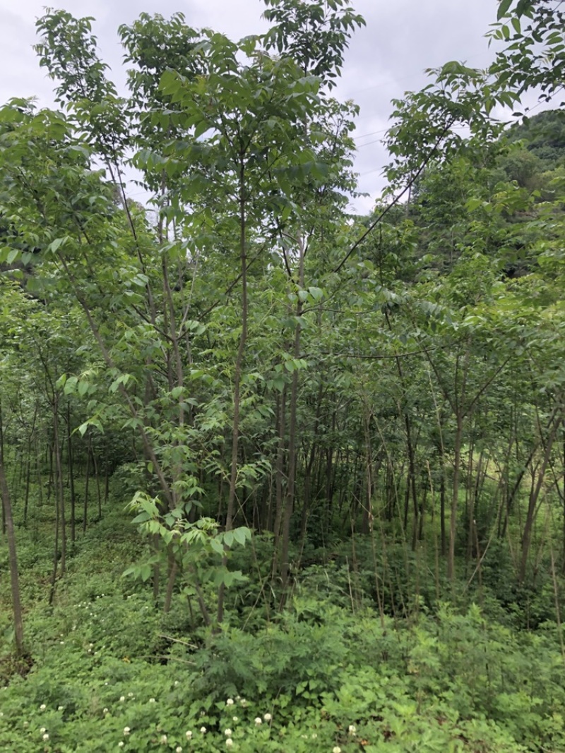 贵州黄柏苗厚皮，一年两年三年四苗，自家基地