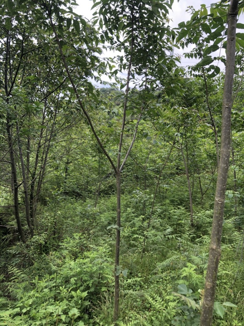 贵州黄柏苗厚皮，一年两年三年四苗，自家基地