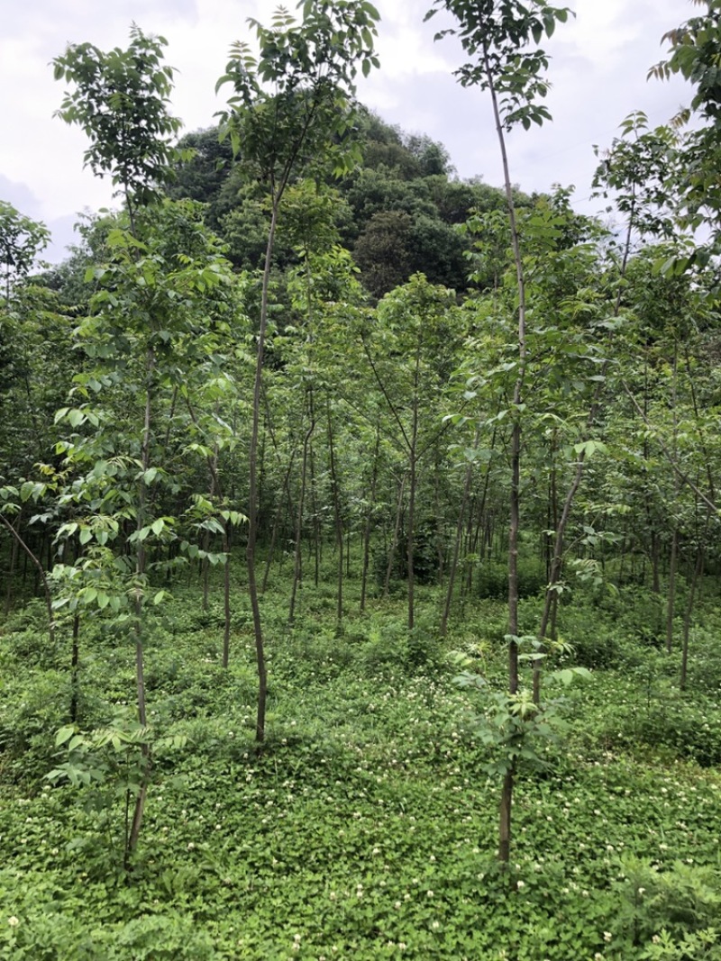 贵州黄柏苗厚皮，一年两年三年四苗，自家基地