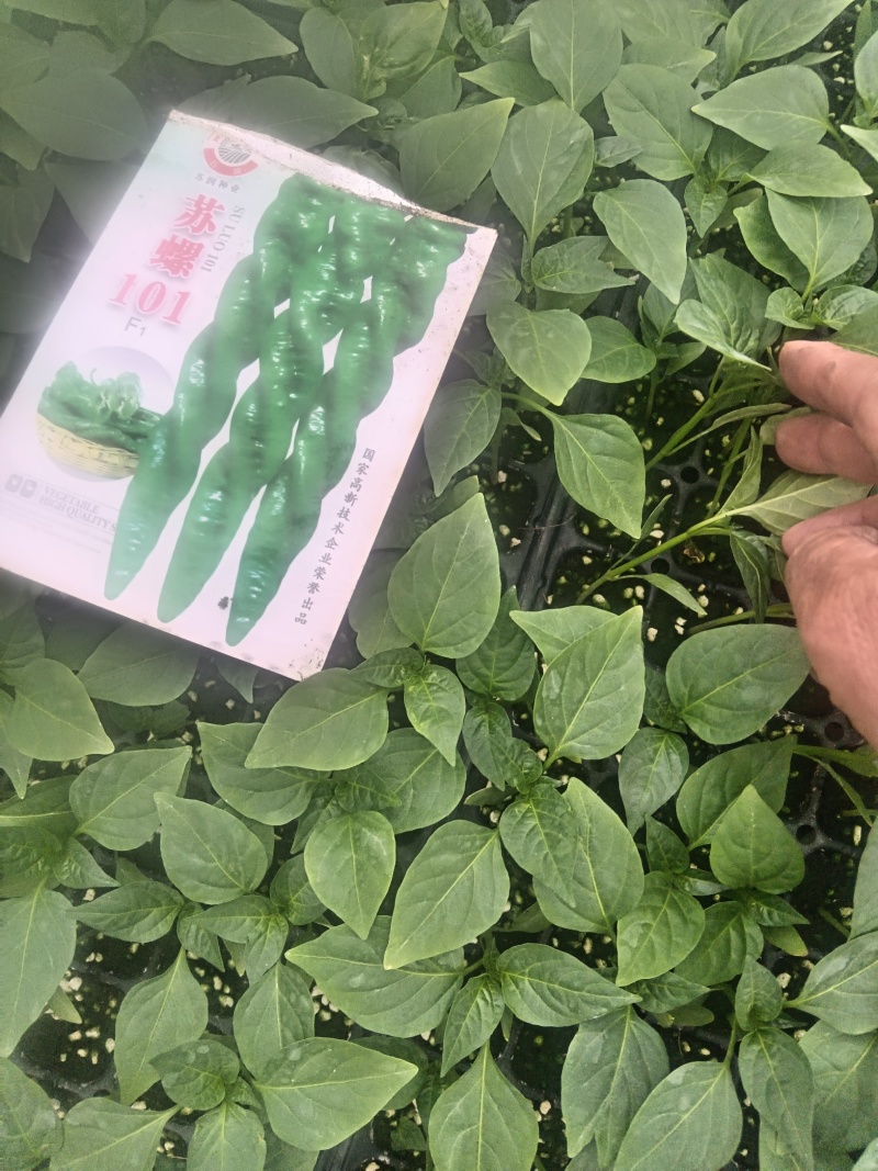 大量批发辣椒苗