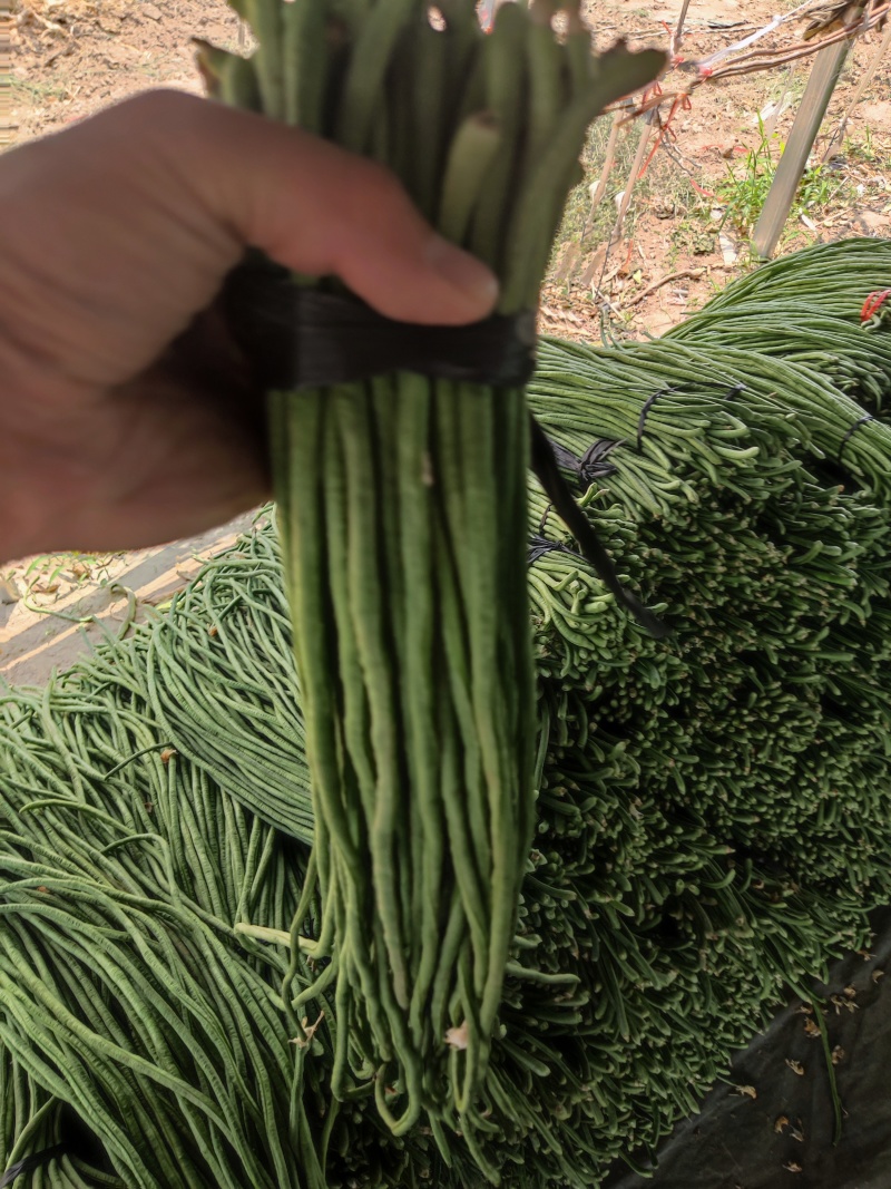 精品长豆角，产地直发