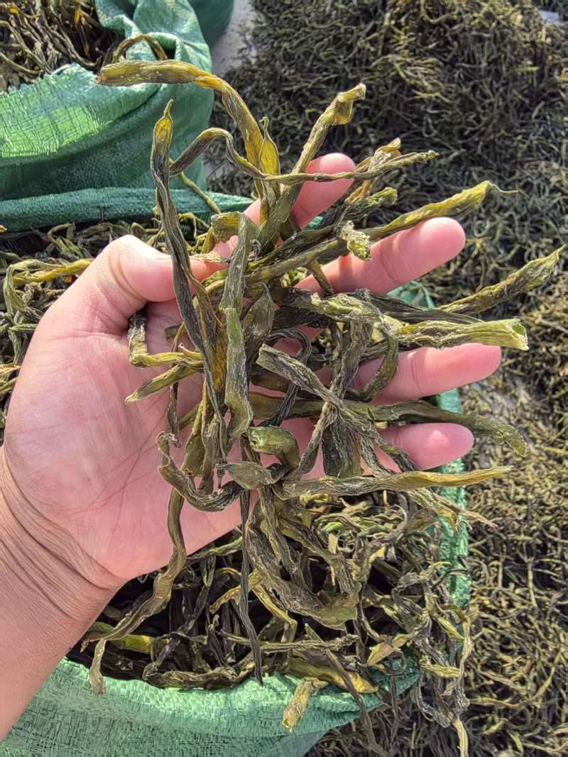 架豆王