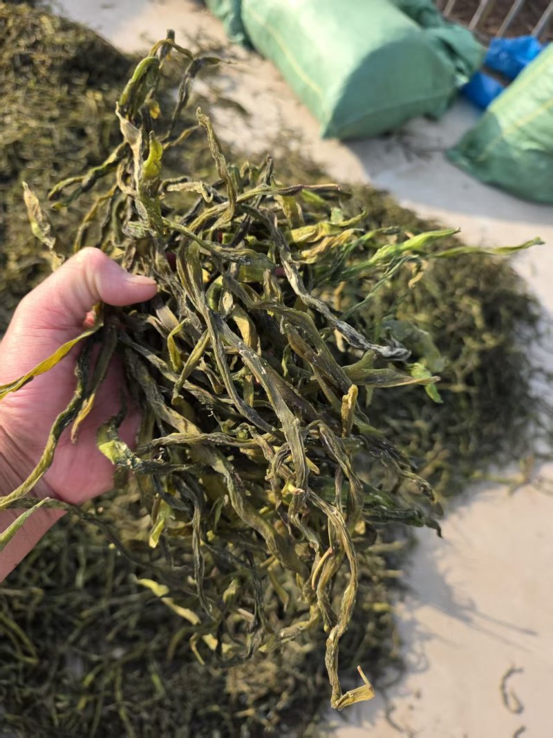 架豆王