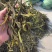 架豆王