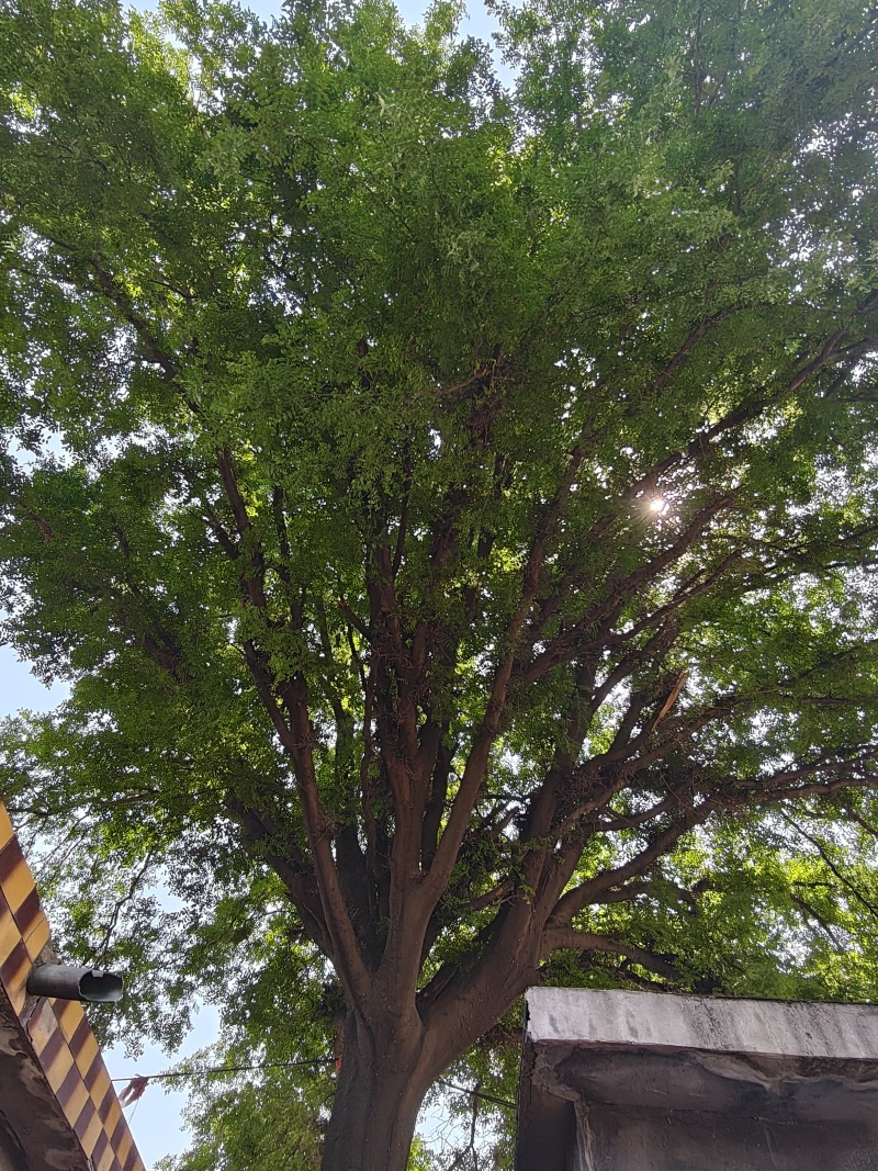 百年皂荚树