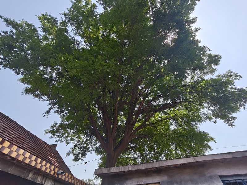 百年皂荚树