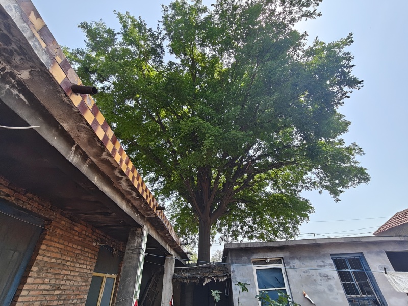 百年皂荚树