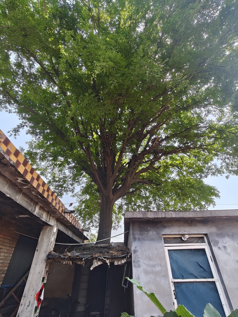 百年皂荚树