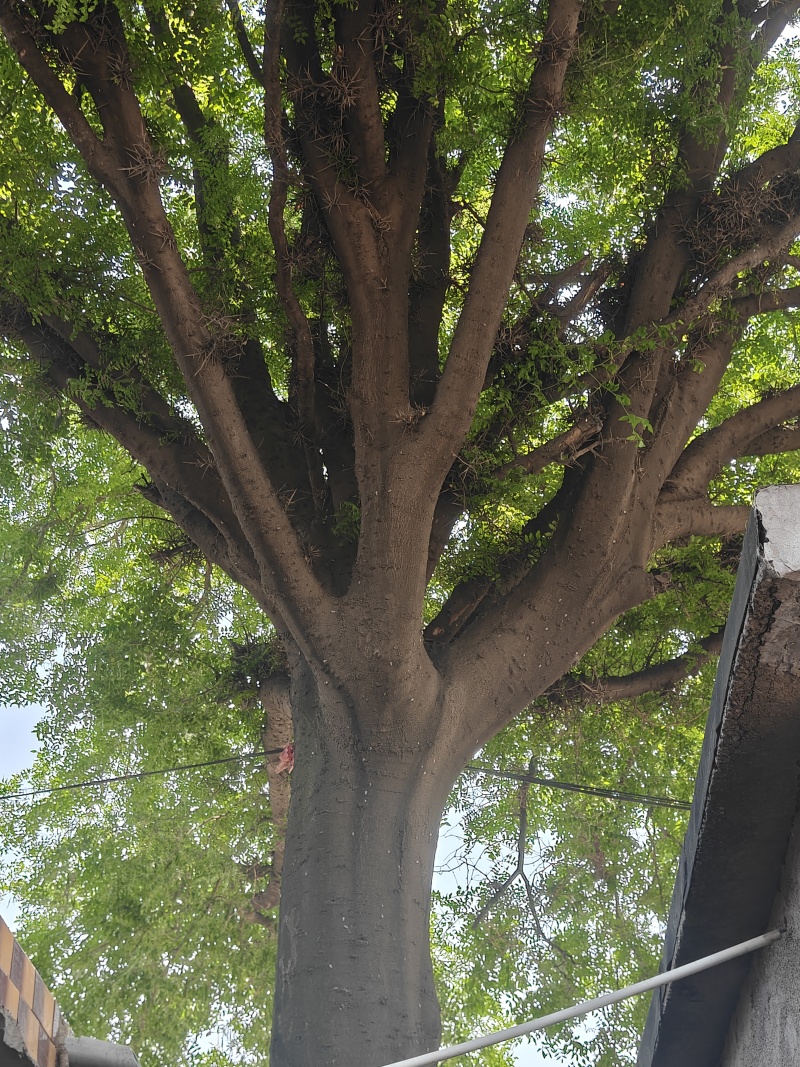 百年皂荚树