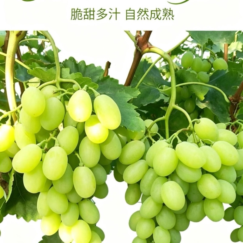 维多利亚葡萄青提脆甜多汁串大甜度高价低质量保证
