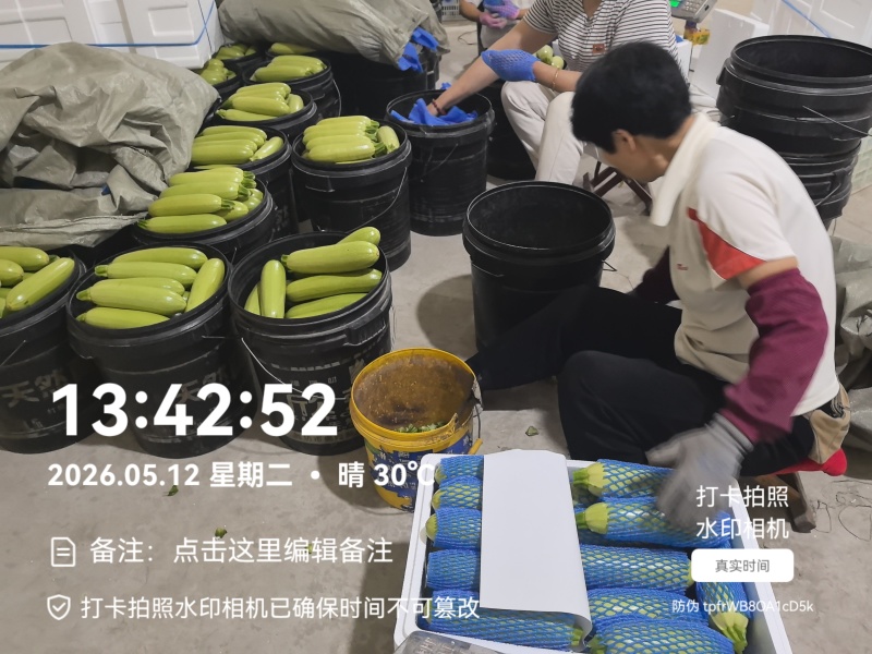 精品西葫芦产地直发全国发货质量保证支持各种包装市场商超