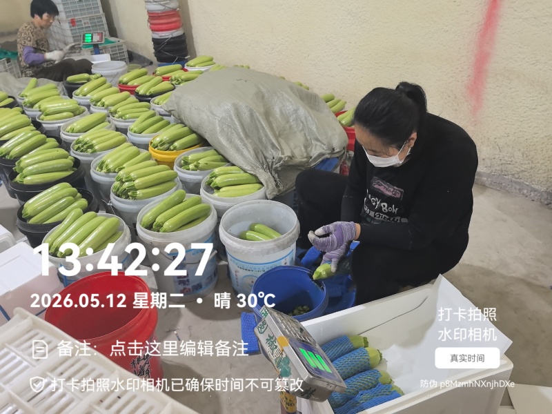 精品西葫芦产地直发全国发货质量保证支持各种包装市场商超
