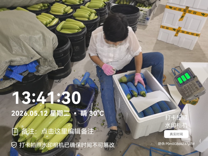 精品西葫芦产地直发全国发货质量保证支持各种包装市场商超
