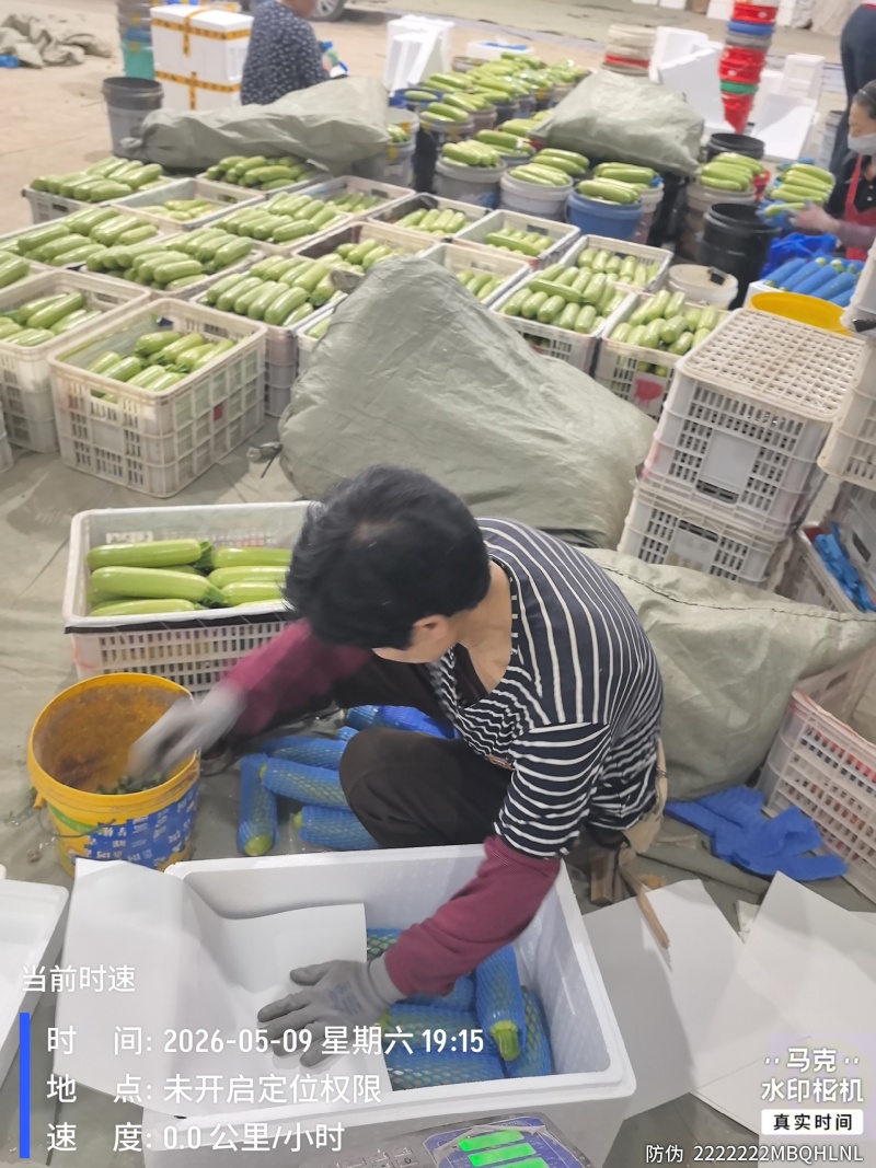 精品西葫芦产地直发全国发货质量保证支持各种包装市场商超