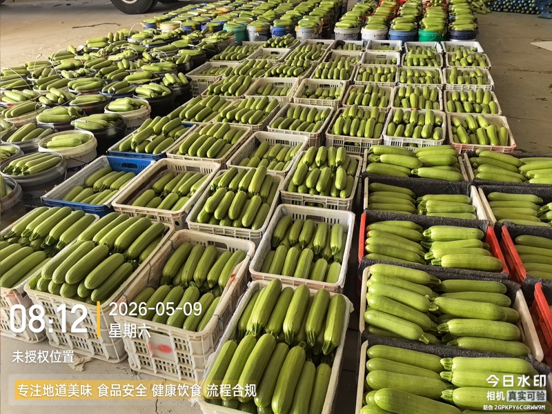 精品西葫芦产地直发全国发货质量保证支持各种包装市场商超