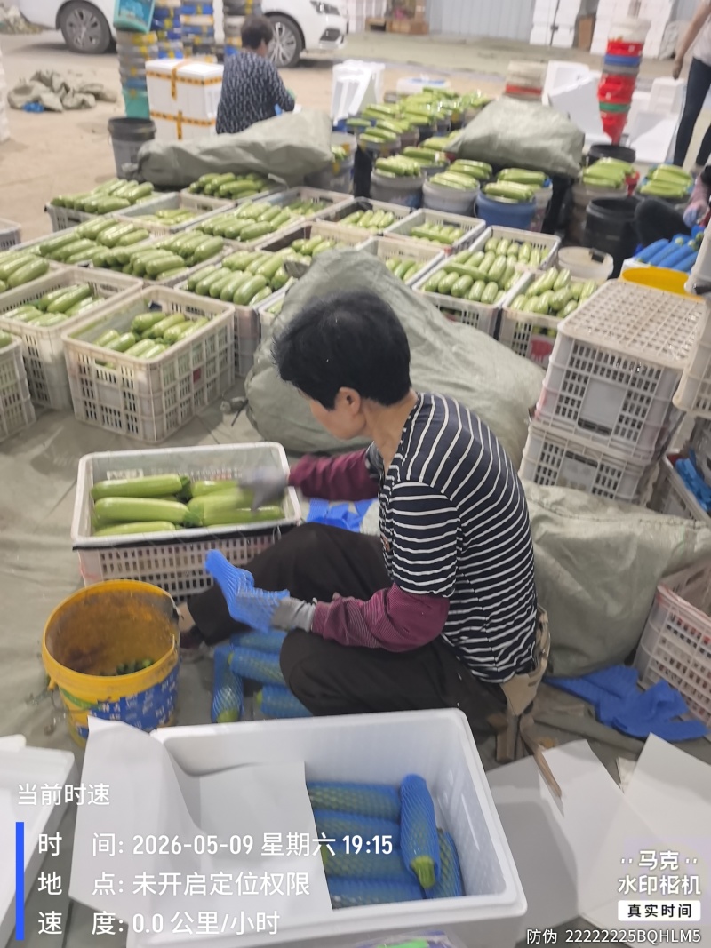 精品西葫芦产地直发全国发货质量保证支持各种包装市场商超