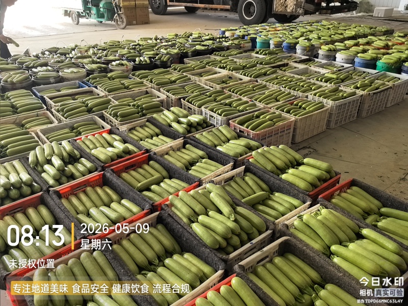 精品西葫芦产地直发全国发货质量保证支持各种包装市场商超