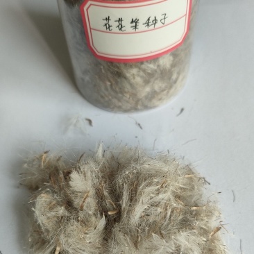 花花柴种子毛货