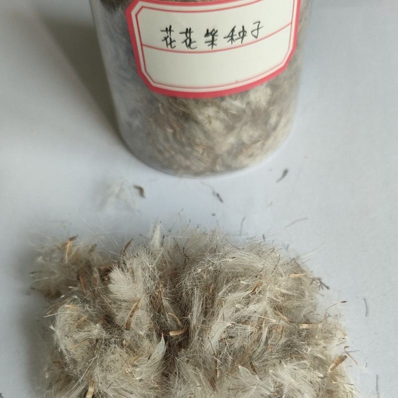 花花柴种子毛货