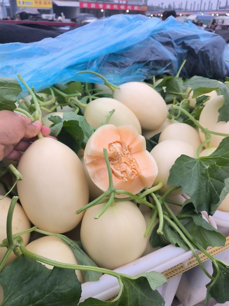 聊城东方蜜甜瓜大量上市，量大从优，产地直供欢迎采购