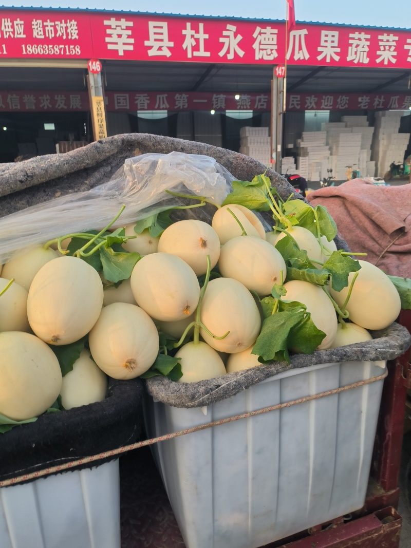 聊城东方蜜甜瓜大量上市，量大从优，产地直供欢迎采购