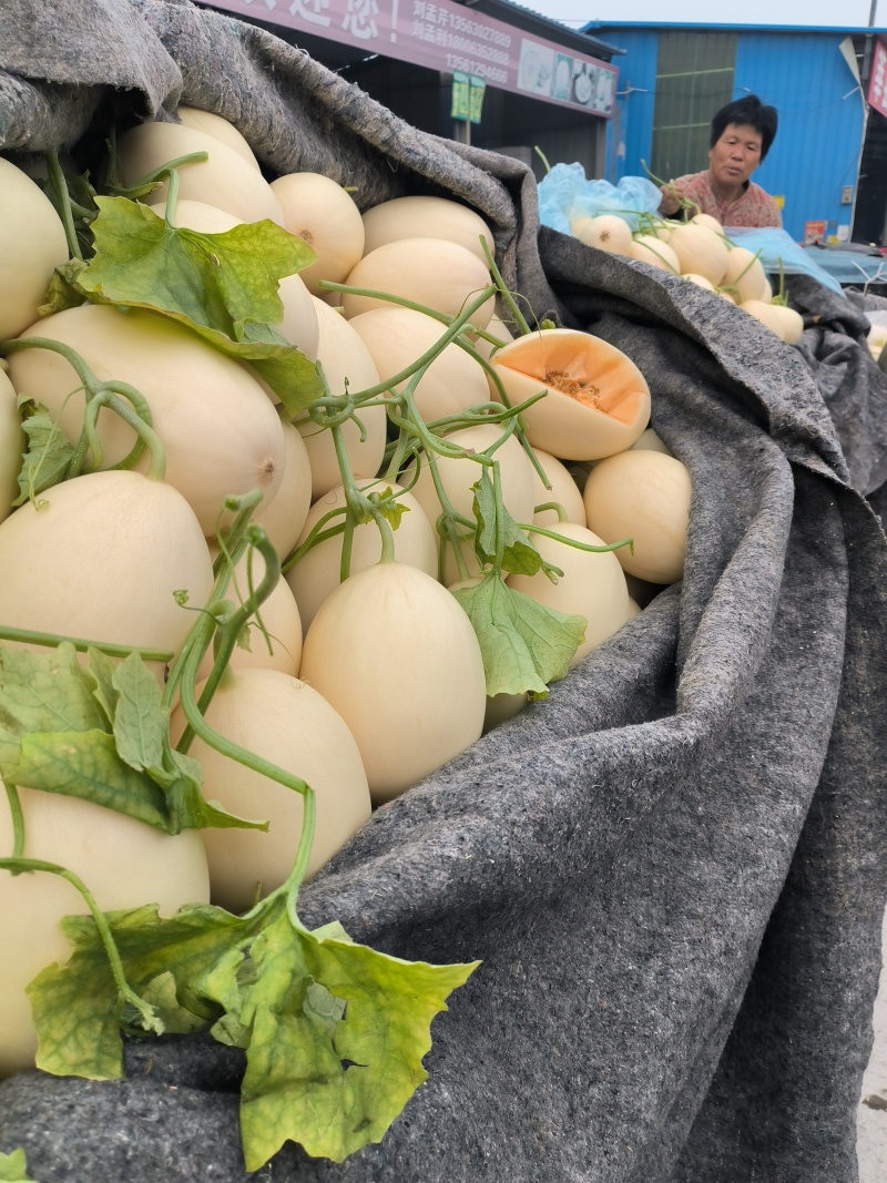 聊城东方蜜甜瓜大量上市，量大从优，产地直供欢迎采购