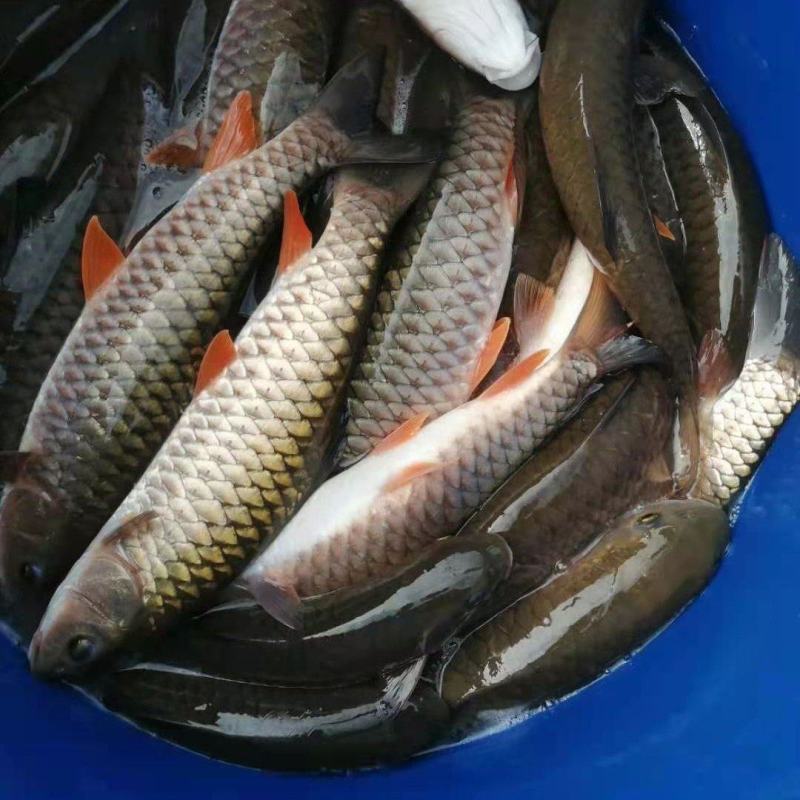 军鱼苗、青竹鲤鱼苗，成活率高，品质保证，苗场直销技术指导