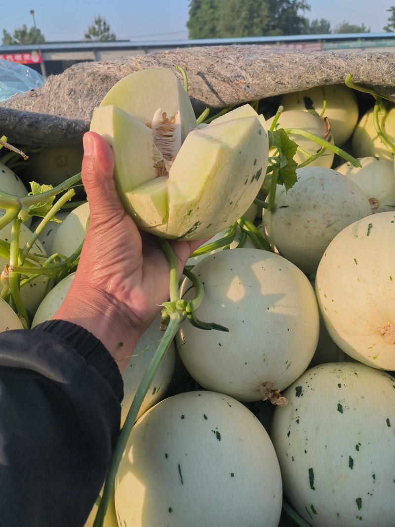 聊城蜜露流星甜瓜，梦露甜瓜大量上市，量大从优，产地直供