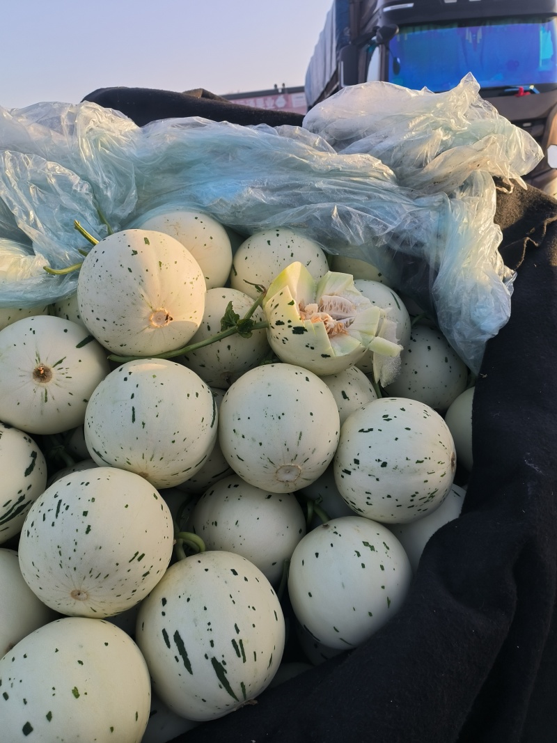 聊城蜜露流星甜瓜，梦露甜瓜大量上市，量大从优，产地直供