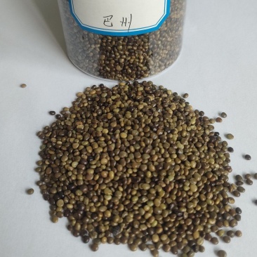 红皮甘草种子