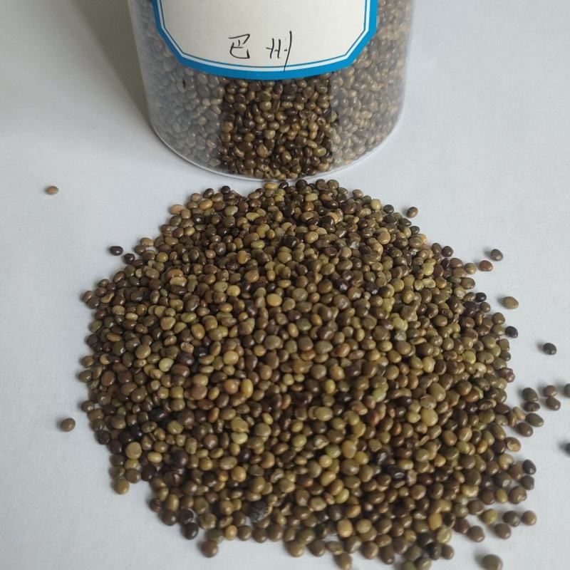 红皮甘草种子