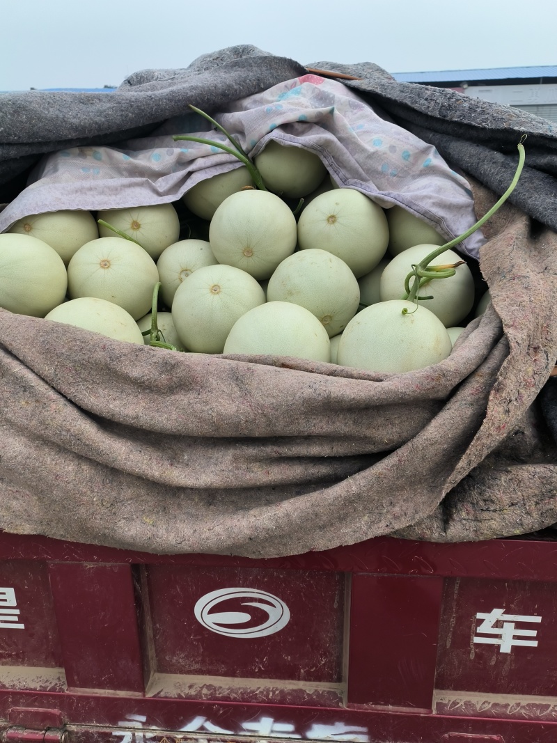 山东玉姑甜瓜大量上市，甜度15个以上，产地直供
