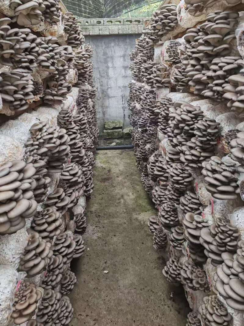 精品平菇，产地直发，量大价优，保质保量，欢迎各位老板随时