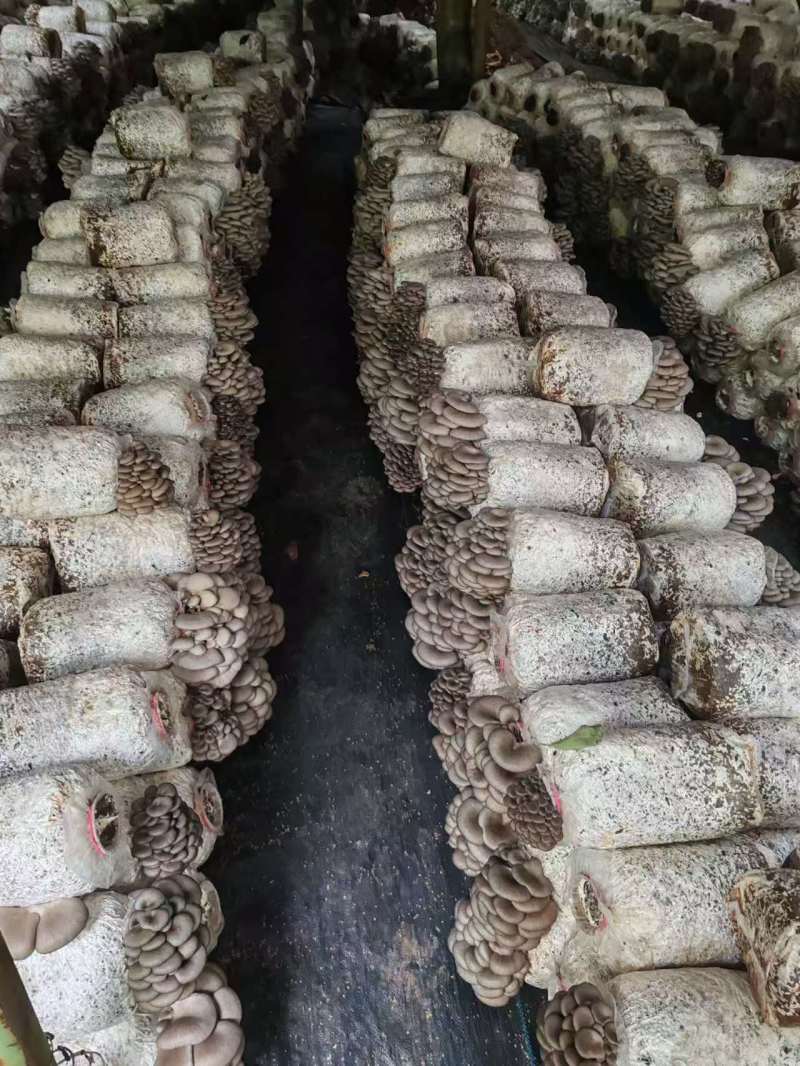 精品平菇，产地直发，量大价优，保质保量，欢迎各位老板随时