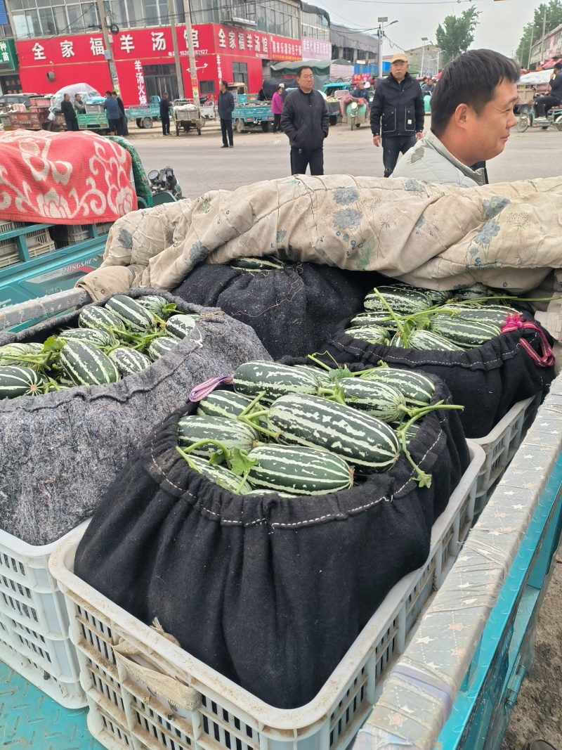 山东莘县博洋九甜瓜大量上市，对接全国各大批发市场。