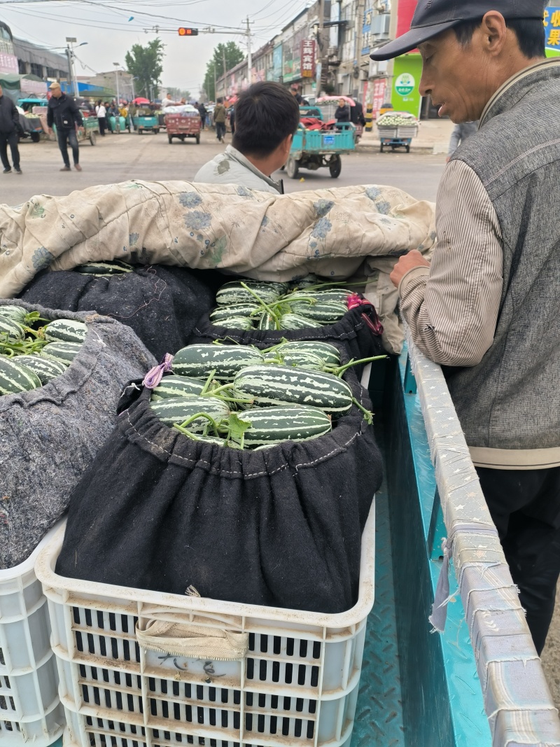 山东莘县博洋九甜瓜大量上市，对接全国各大批发市场。