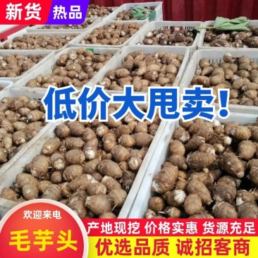 毛芋头/山东毛芋头8520【规格齐全/常年供应】代发全国
