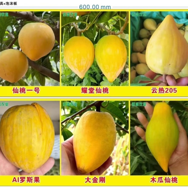 大量供应台农苗
