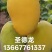 大量供应台农苗