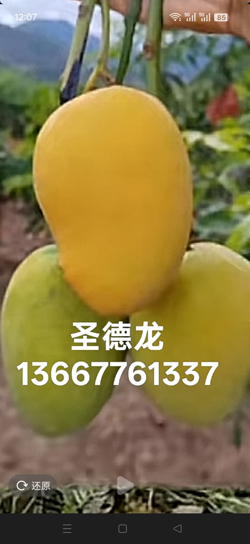 大量供应台农苗