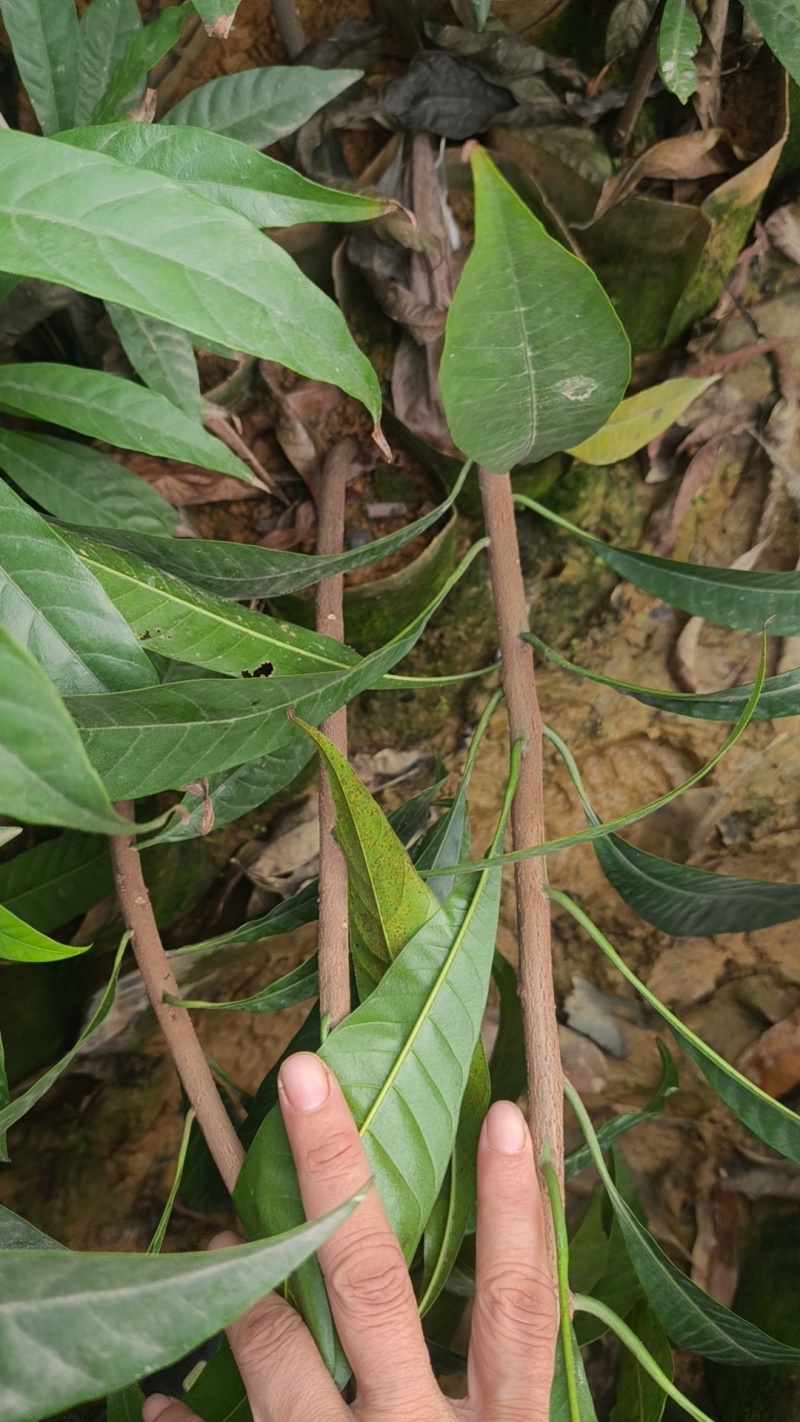 大量供应台农苗