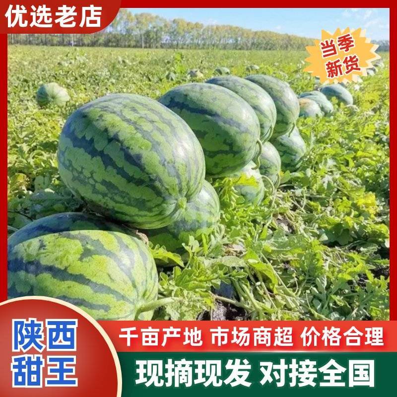 《甜王西瓜》产地批发/包熟包甜/量大从优/可全国发货