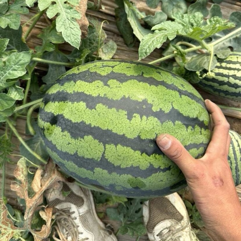 《甜王西瓜》产地批发/包熟包甜/量大从优/可全国发货